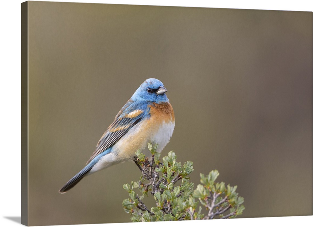 USA, Washington State. Male Lazuli Bunting (Passerina amoena) on a perch at Umtanum Creek Recreational Area, Yakima Canyon.