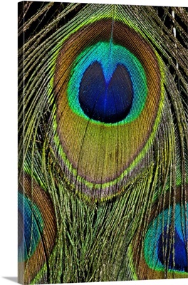 Male peacock display tail feathers