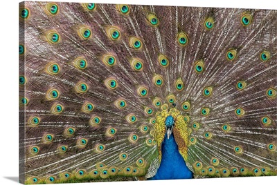 Male Peacock Fanning Out His Tail Feathers