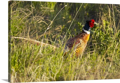 Male ring necked pheasant in Montana
