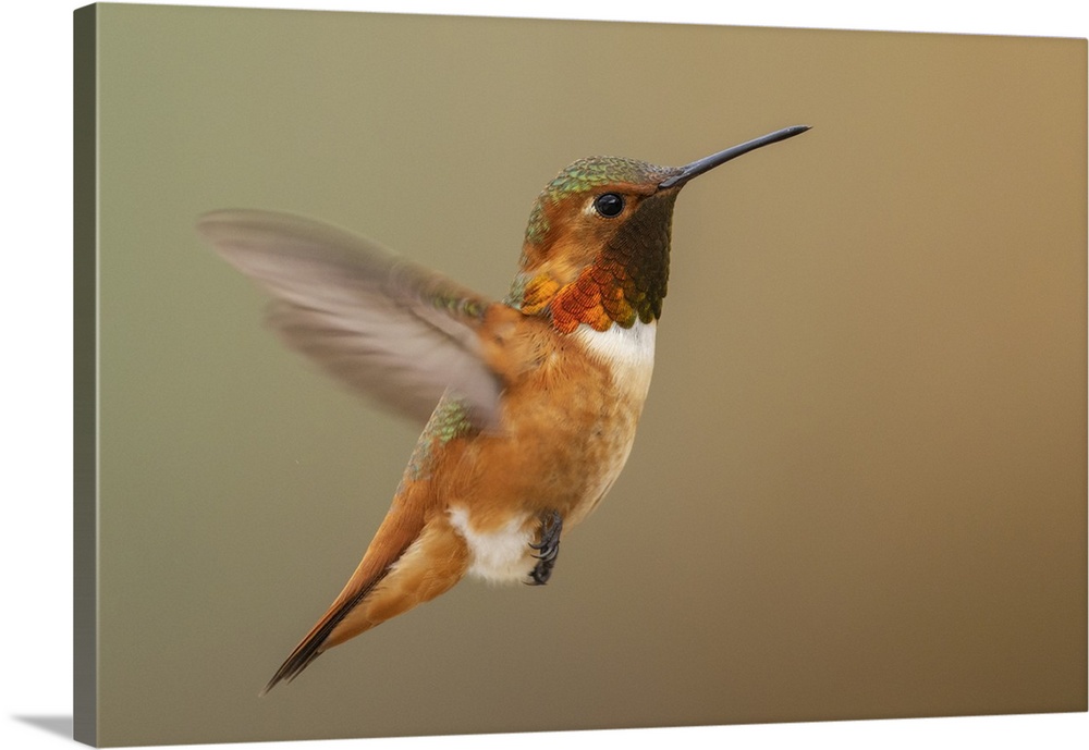 Male Rufous hummingbird. Nature, Fauna.