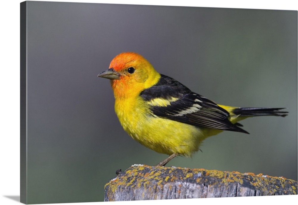 Male Western Tanager, Grand Teton National Park, Wyoming.