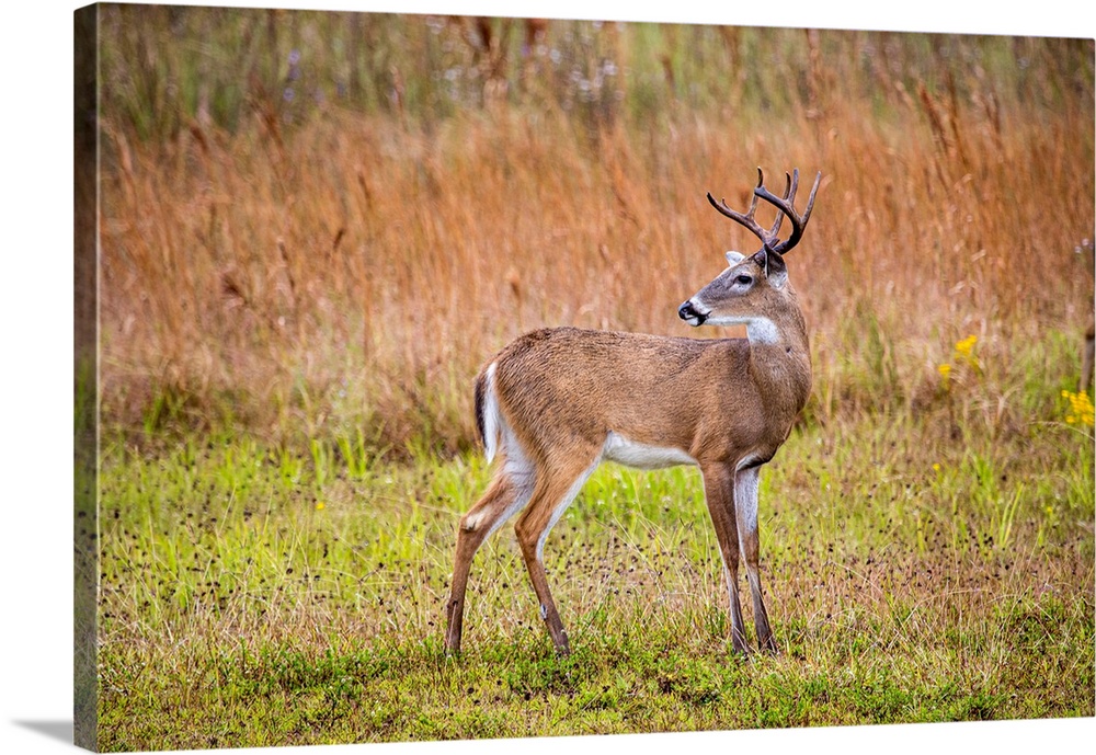 Male white-tailed deer in southwest Florida.