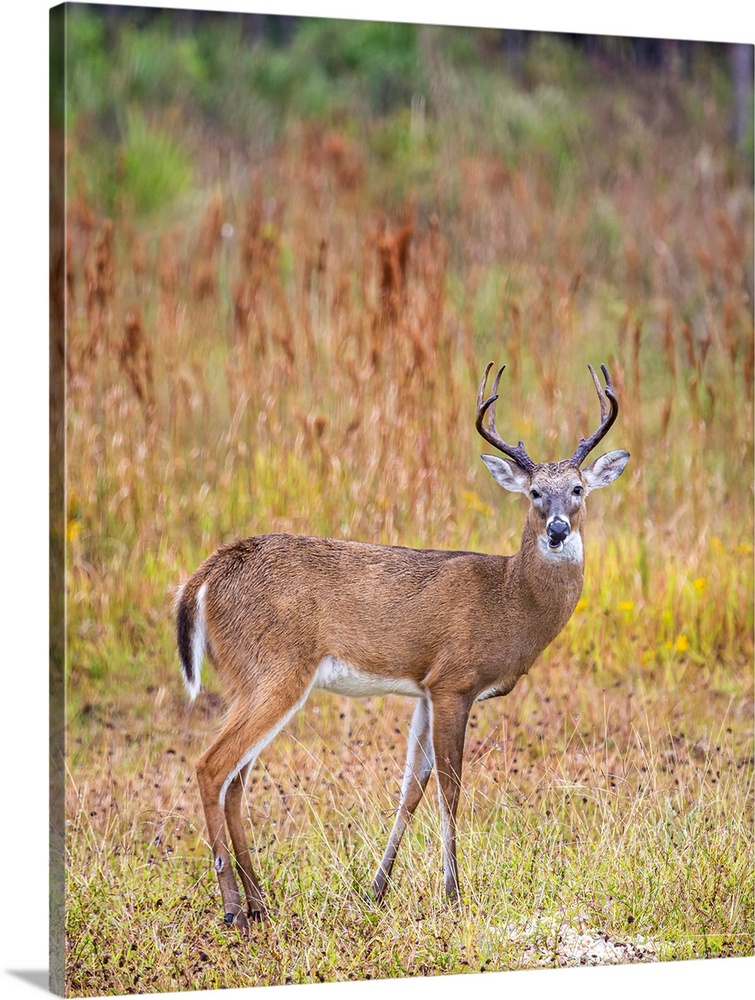 Male white-tailed deer in southwest Florida.