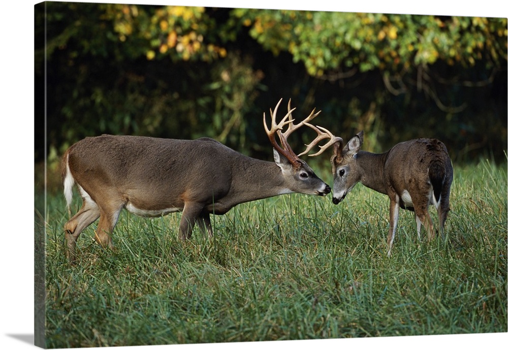 Male White-tailed Deer sizing each other up, (Odocoileus virginianus), Cades Cove, Great Smoky Mountains National Park, Te...
