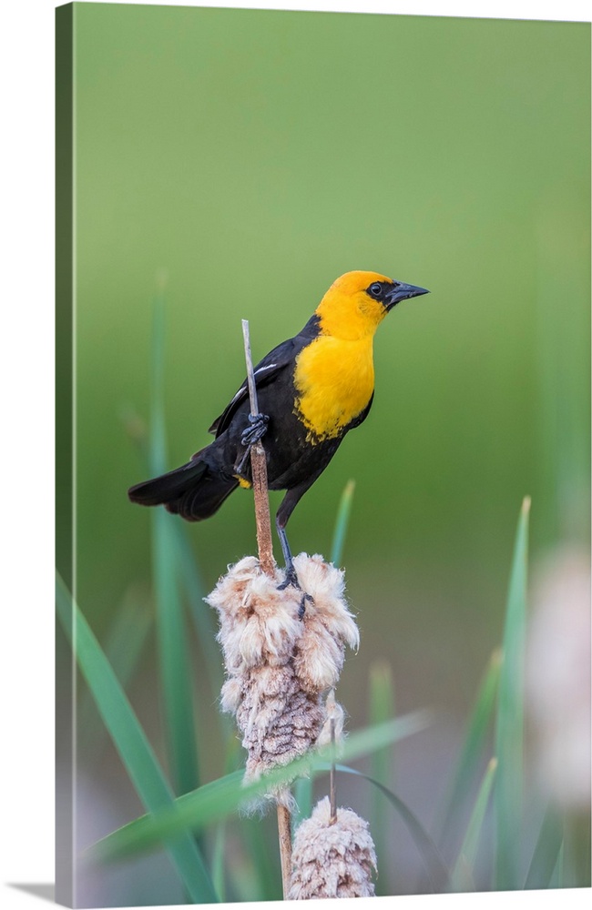 USA, Wyoming, Sublette County, a male Yellow-headed Blackbird perches on dried cattail stalks in a marsh.