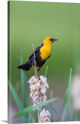 Male Yellow-Headed Blackbird