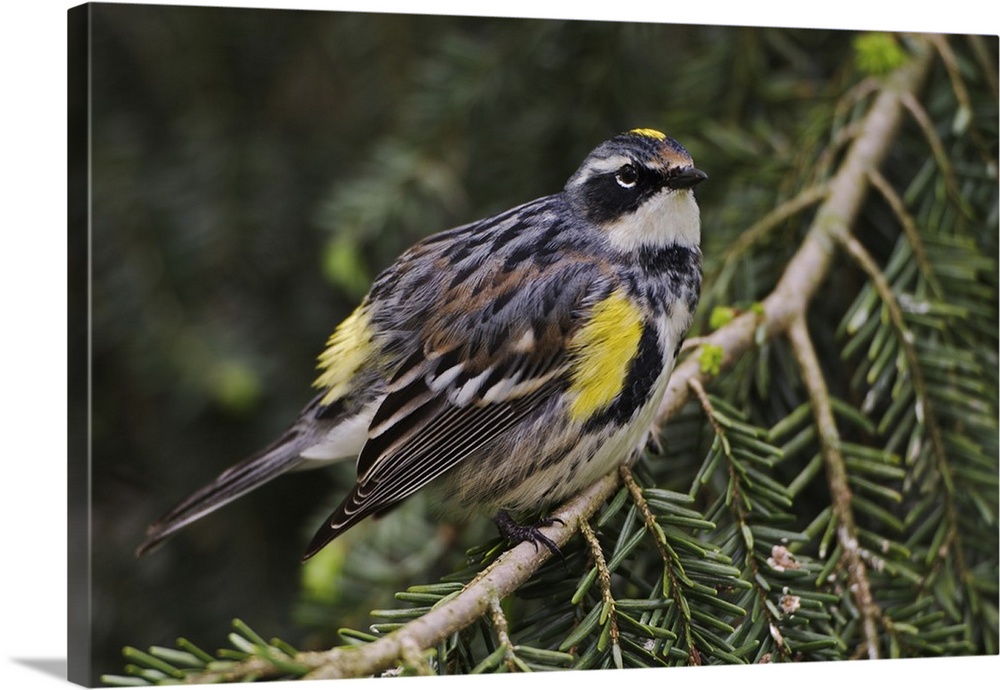 Male Yellow-rumped Warbler,.Dendroica coronata..Male Yellow-rumped Warbler,Dendroica coronata