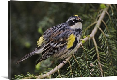 Male Yellow-rumped Warbler, Dendroica coronata