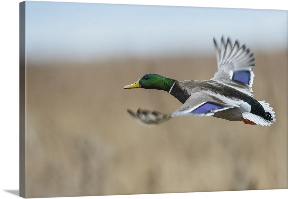 Mallard drake flying past, autumn wetlands in Colorado.