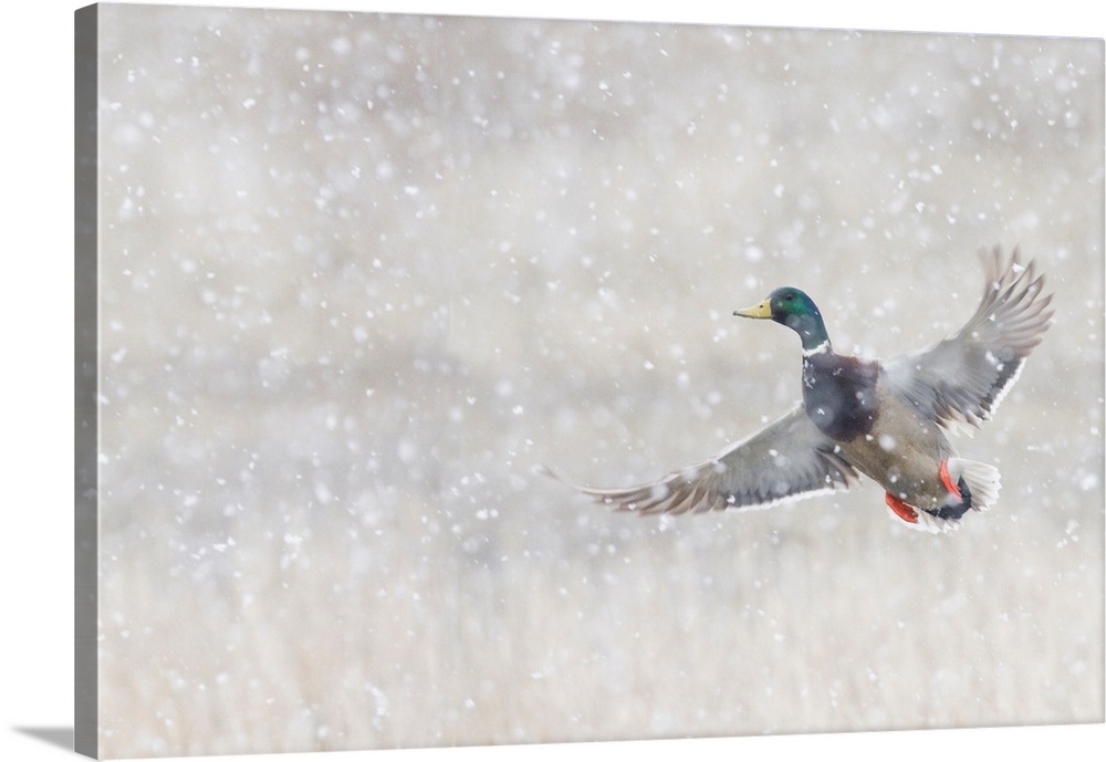 Mallard Drake Taking Flight in heavy snow.