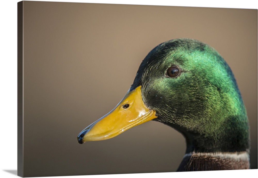 The mallard is a dabbling duck that breeds throughout the temperate and subtropical Americas, Eurasia, and North Africa.