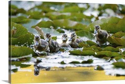 Mallard ducklings, Anas platyrhynchos, Stanley Park, British Columbia