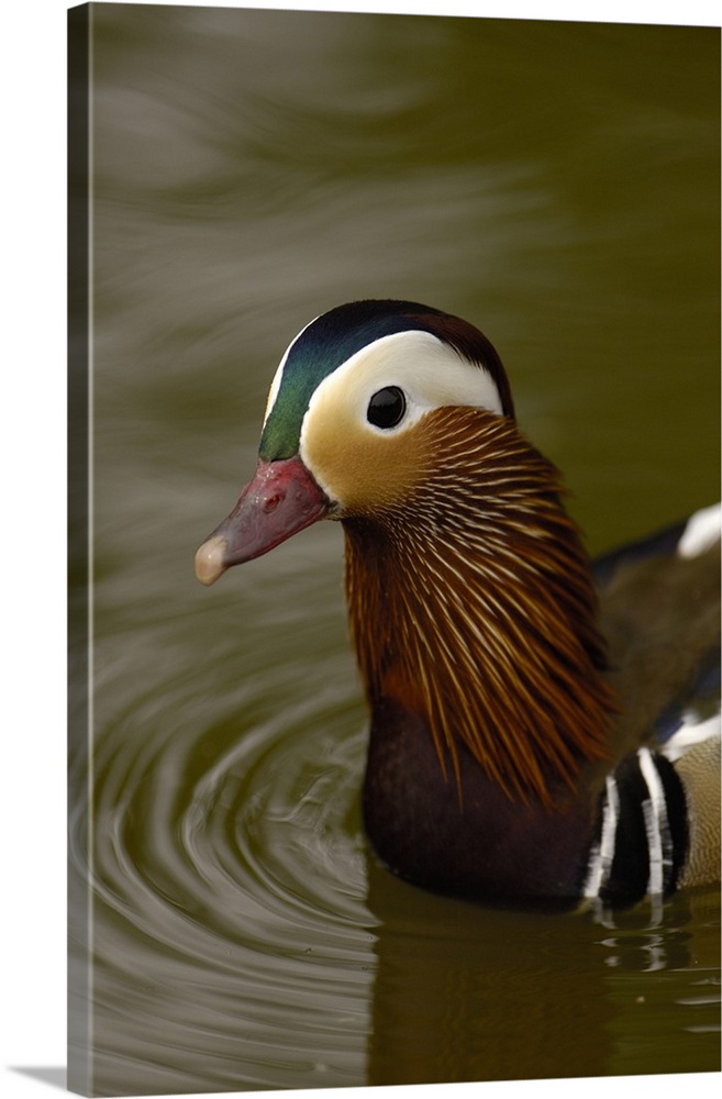 Mandarin Duck (Aix galericulata).CAPTIVE.Slimbridge Wildfowl and Wetlands Trust.SW England.RANGE: Wooded ponds, swamps and...