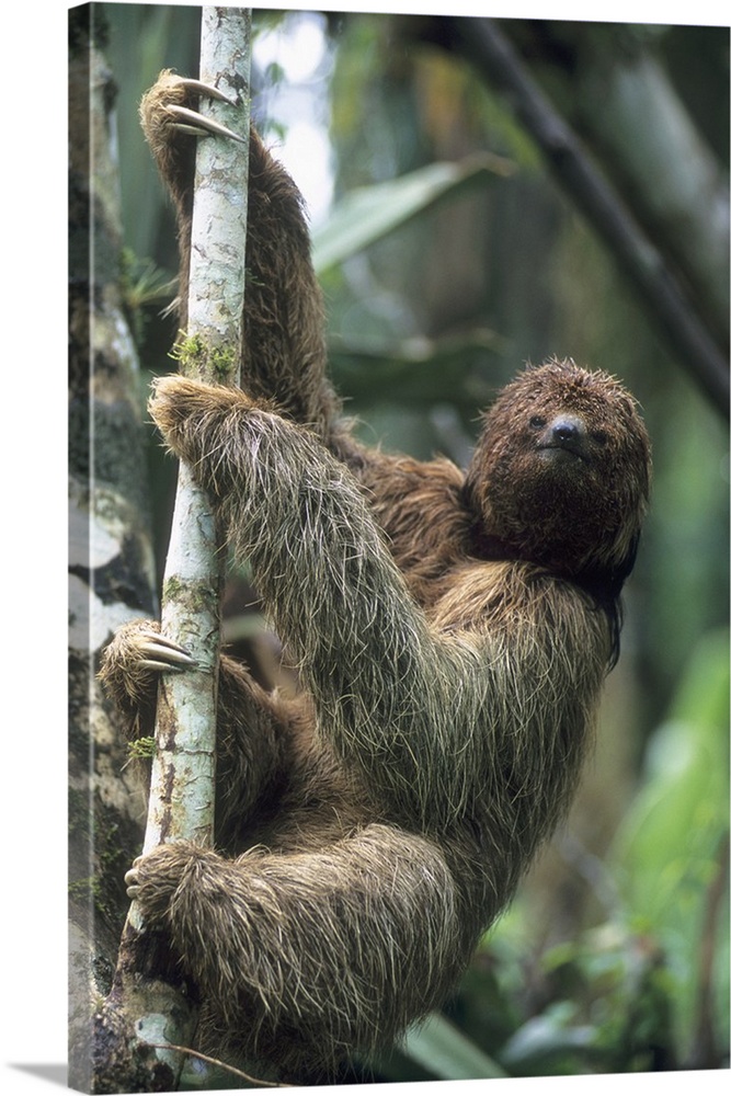 Maned Sloth (Bradypus torquatus), Endangered, Atlantic Forest, Brazil.