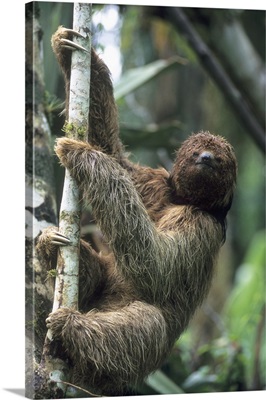 Maned Sloth, Endangered, Atlantic Forest, Brazil