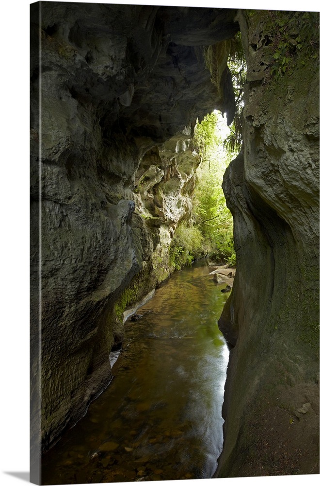 Mangapohue Natural Bridge, Waitomo District, Waikato, North Island, New Zealand.