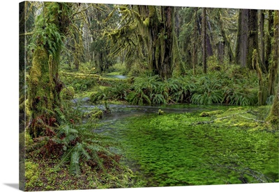 Maple Glade Trail, Quinault Rainforest, Olympic National Park, Washington State