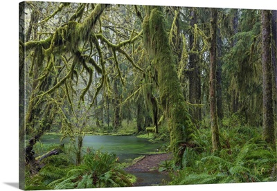 Maple Glade Trail, Quinault Rainforest, Olympic National Park, Washington State