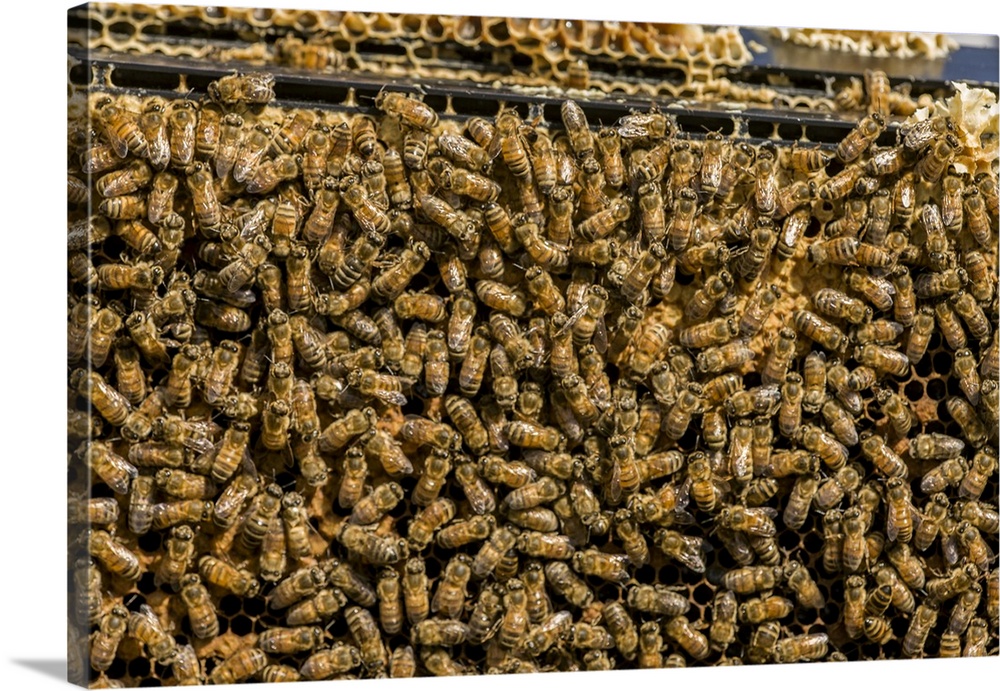 Maple Valley, Washington State, USA. Frames full of worker bees storing honey and tending the nursery.