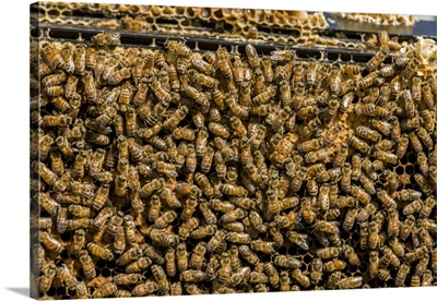 Maple Valley, Washington, Frames Full Of Worker Bees Storing Honey