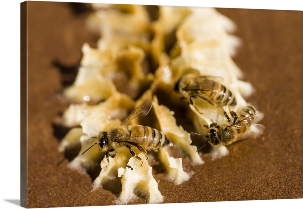 Maple Valley, Washington State, USA. Honeybees on beeswax on the lid of a starter beehive. The wax is formed by worker bee...