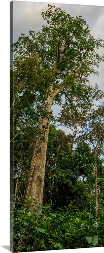 Marantaceae forest interior. Odzala-Kokoua National Park. Cuvette-Ouest Region. Republic of the Congo