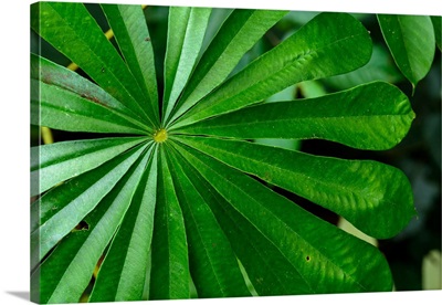 Marantaceae Forest Vegetation. Odzala-Kokoua National Park