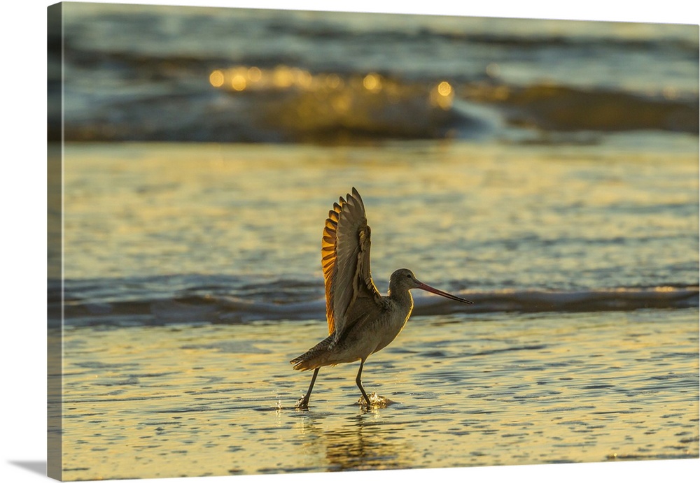 USA, California, San Luis Obispo County. Marbled godwit stretches wings at sunset. Credit: Cathy & Gordon Illg / Jaynes Ga...