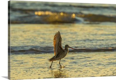 Marbled Godwit Stretches Wings At Sunset