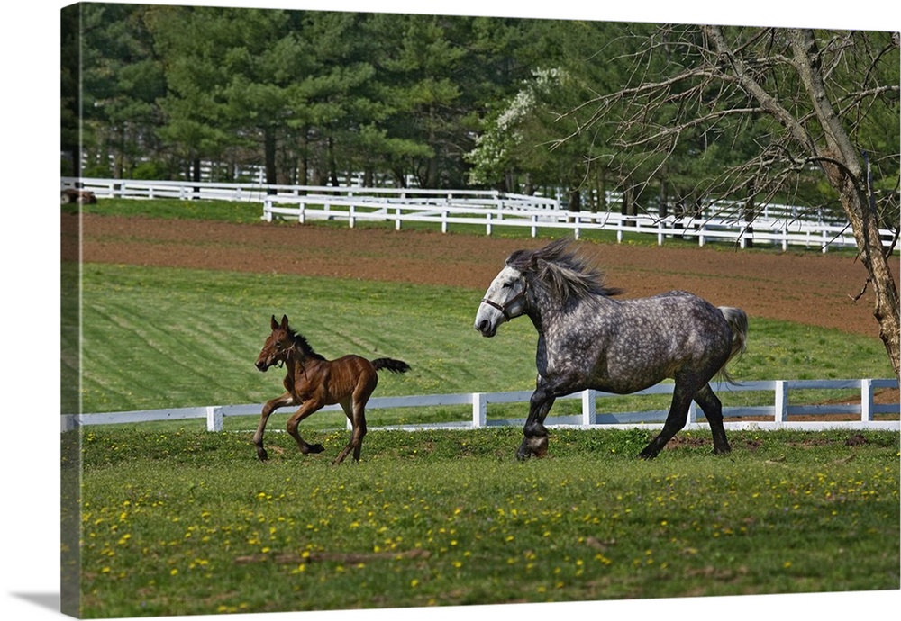 Mare and young colt running in paddock, Kentucky Horse Park, Lexington, Kentucky