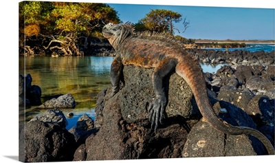 Marine Iguana, Galapagos Islands, Ecuador