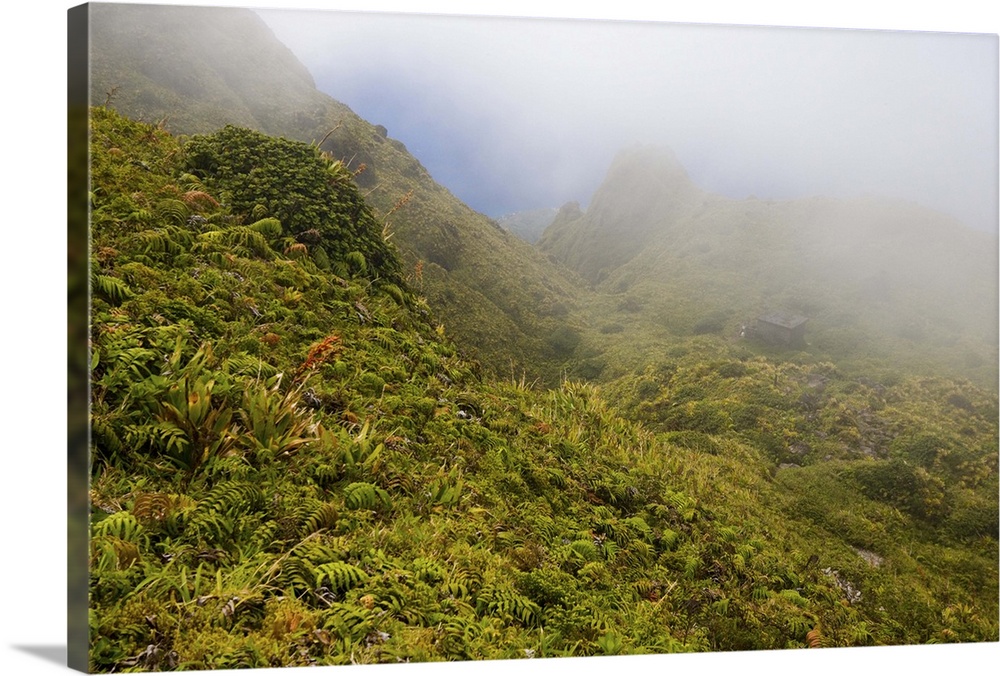 MARTINIQUE. French Antilles. West Indies. Fog blows across sopes near summit of Mt. Pel..e. Low-growing lush tropical vege...