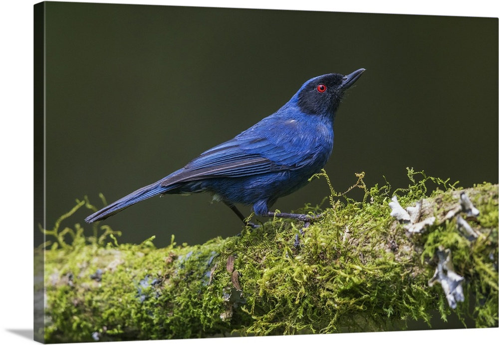 Masked flowerpiercer, a mossy perch in the cloud forest. Ecuador, South America.