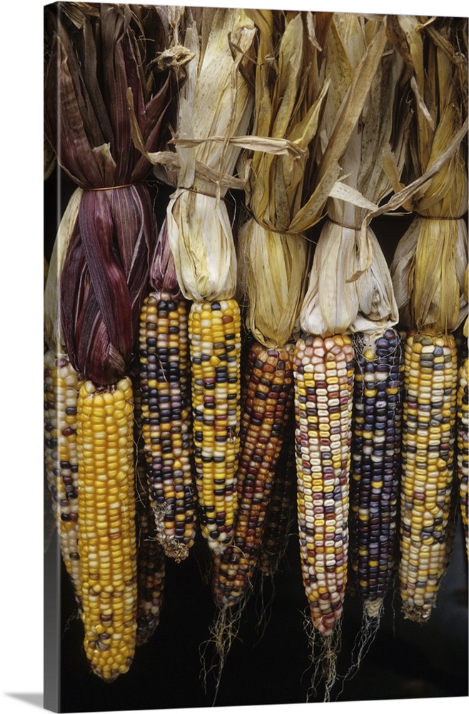 North America, USA, Massachusetts, Acton. Indian corn on display