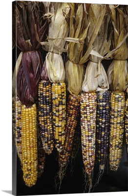 Massachusetts, Acton. Indian corn on display