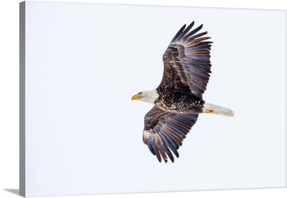 Mature bald eagle in flight at Ninepipe WMA near Ronan, Montana, USA