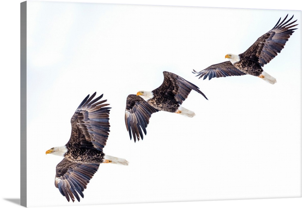 Mature bald eagle in flight sequence at Ninepipe WMA near Ronan, Montana, USA digital composite