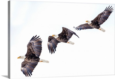 Mature bald eagle in flight sequence at Ninepipe WMA near Ronan, Montana, USA