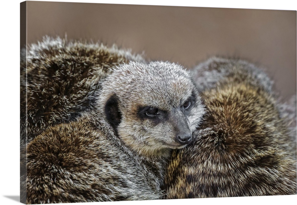 Meerkat family sleeping together. Nature, Fauna.