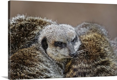 Meerkat Family Sleeping Together