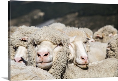 Merino sheep huddle close to each other at Arthur's Pass, New Zealand