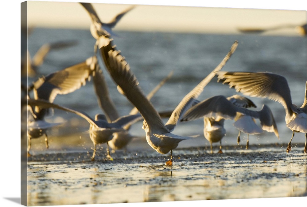 Mew gulls, Larus canus, Stanley Park, British Columbia