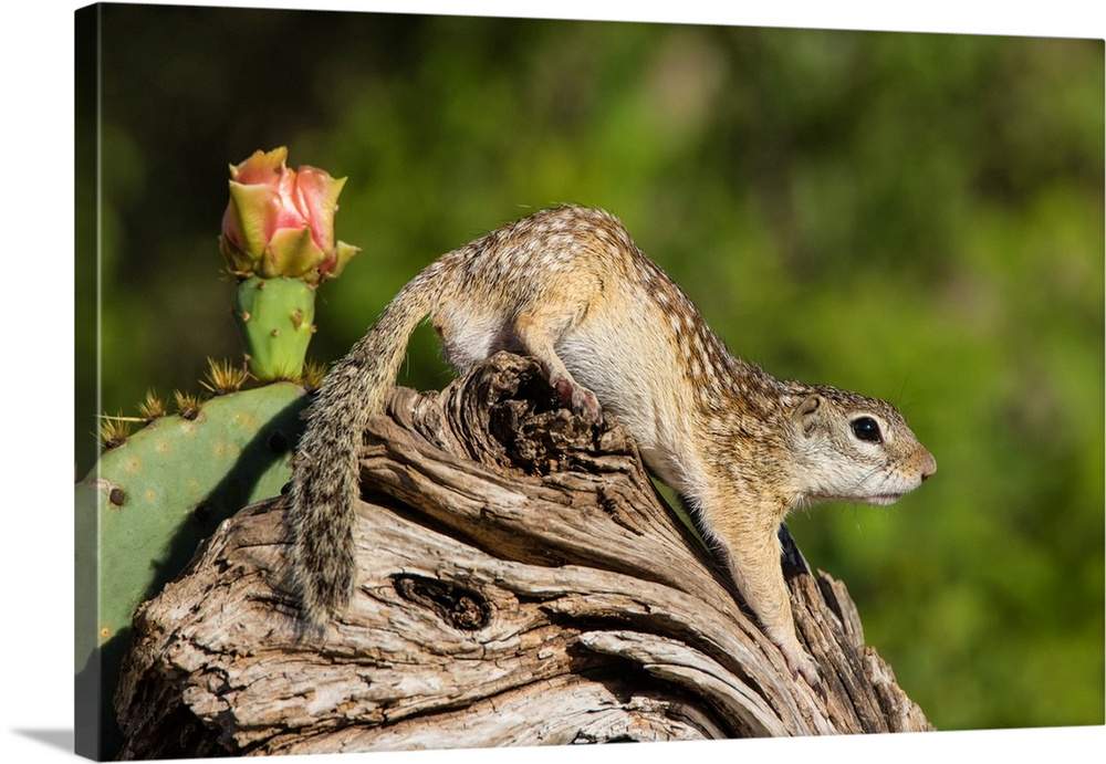 Mexican Groundsquirrel [now Rio Grande Ground Squirre] (Ictidomys parvidens) climbing log