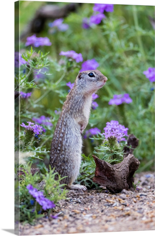 Mexican Groundsquirrel [now Rio Grande Ground Squirre] (Ictidomys parvidens) in wildflowers