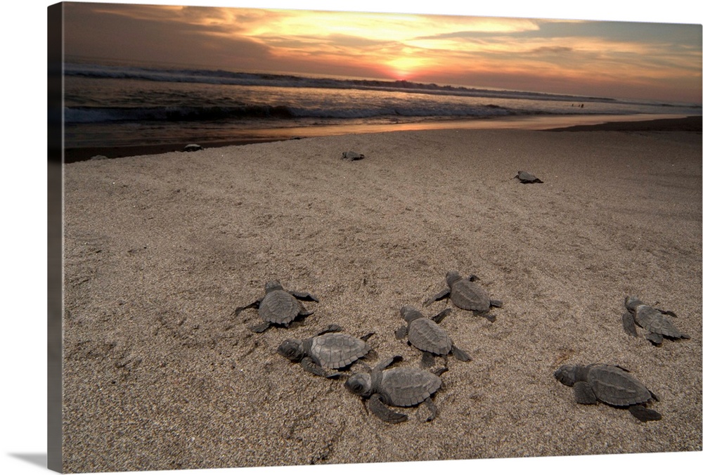 Mexico, Chiapas, Boca del Cielo Turtle Research Station, Olive Ridley sea turtle (Lepidochelys olivacea) hatchlings are re...