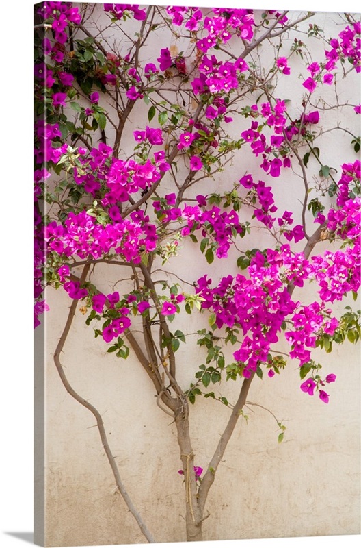 Mexico, Pozos, Bouganvilla blooming on wall in the town of Mineral de ...