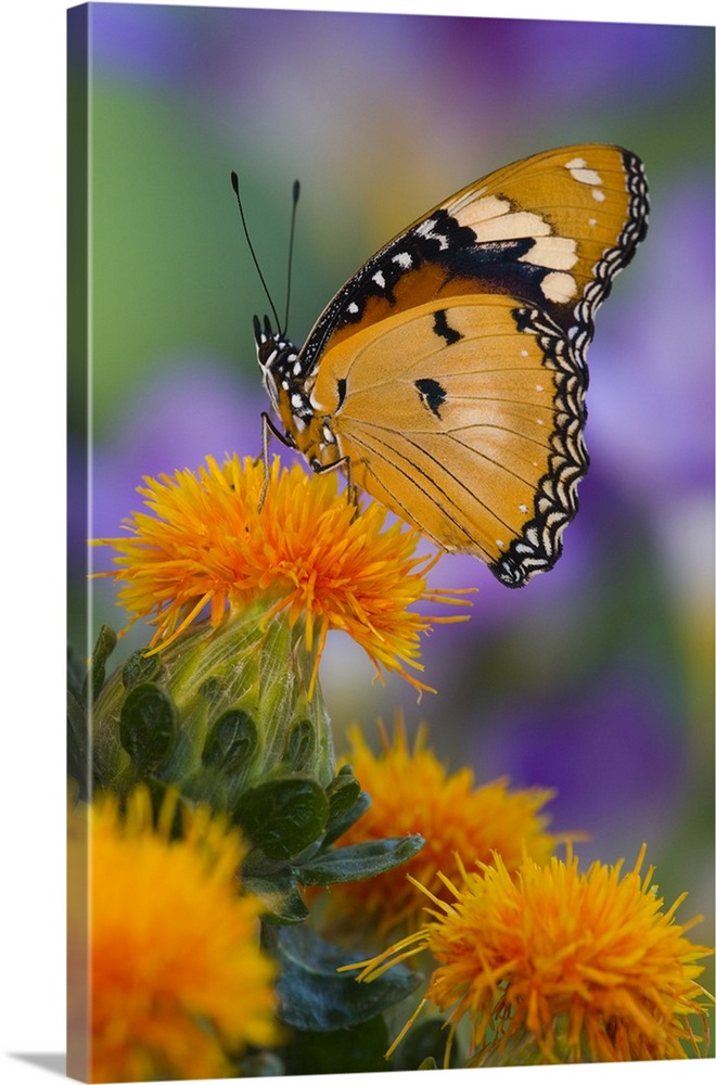 Sammamish, Washington, Mimic Butterfly (Hypolimnas misippus).