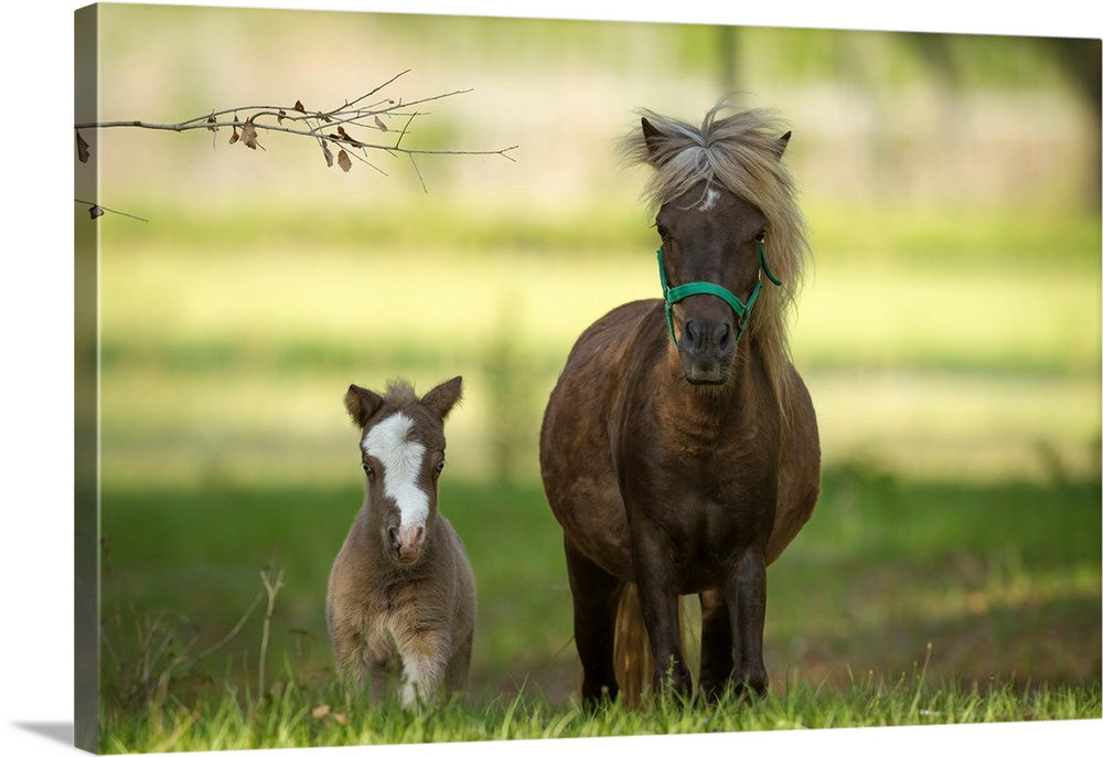 Miniature horse family