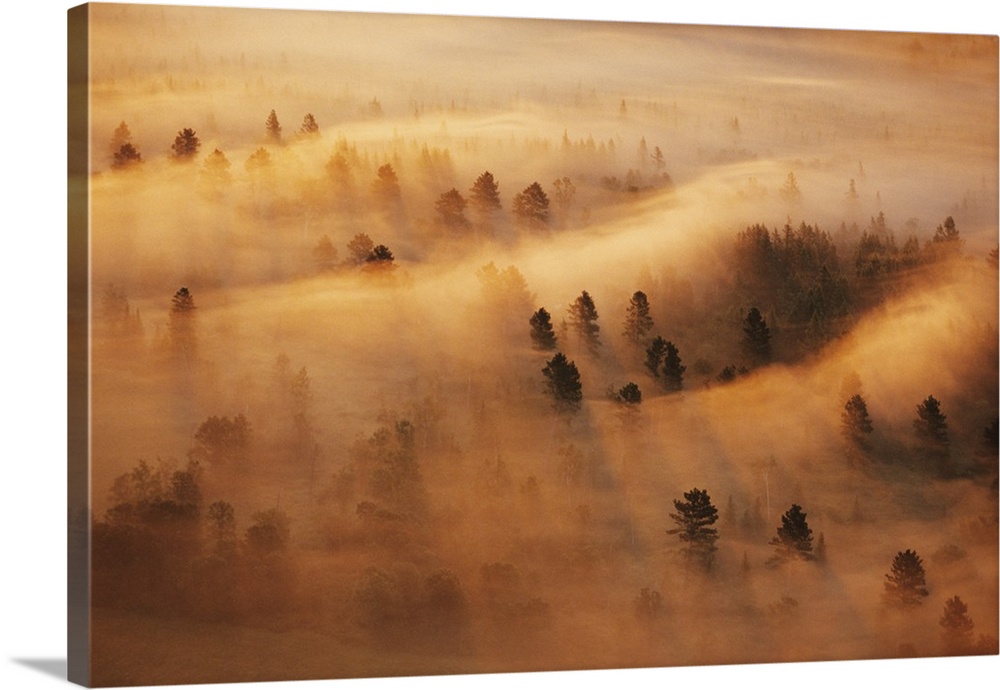 USA, Minnesota. Pine forest in morning fog.